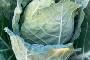 Cabbage - January King (Yorks)