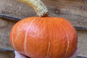 Pingle Autumn Squash - Kuri