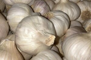 Garlic  (Spain)