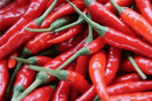 Chilli Plant
