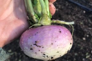 Turnips - 500g (Lancs)
