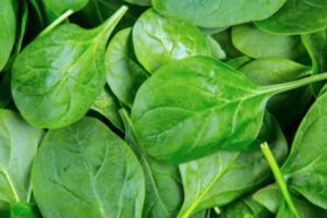 Baby leaf Spinach (200g) Lancs