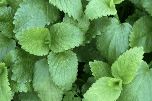 Lemonbalm (bunch) Pingle