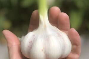 Garlic - (W&P) little bunch