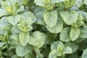 Mint (Pingle) Bunch