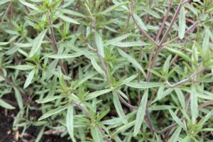 Flowering Summer Savory (Pingle)