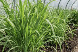 Lemongrass tops (good for tea) Pingle