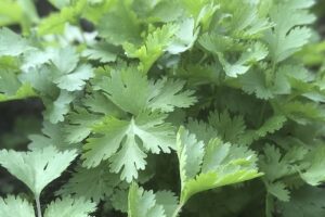 Coriander (bunch) - Pingle