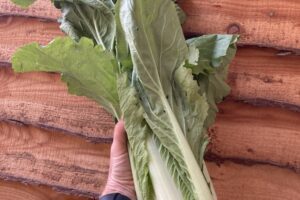 Chinese Cabbage - Lancs