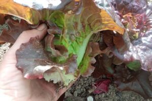 Lettuce Head - Red Ruffled  - (Trinity)