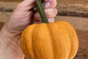 Pingle Autumn Squash - Jack be little